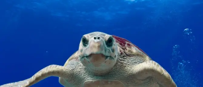Giornata del mare, con l’app della Guardia costiera si potranno segnalare avvistamenti di specie protette