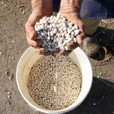 La “sujaca” di Caria: i fagioli bianchi vero tesoro del Monte Poro - Video