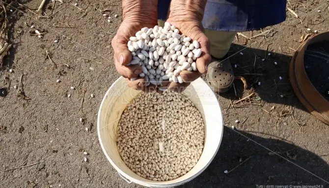 La “sujaca” di Caria: i fagioli bianchi vero tesoro del Monte Poro - Video