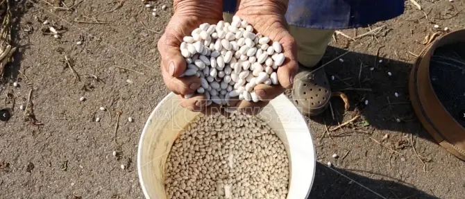 La “sujaca” di Caria: i fagioli bianchi vero tesoro del Monte Poro - Video