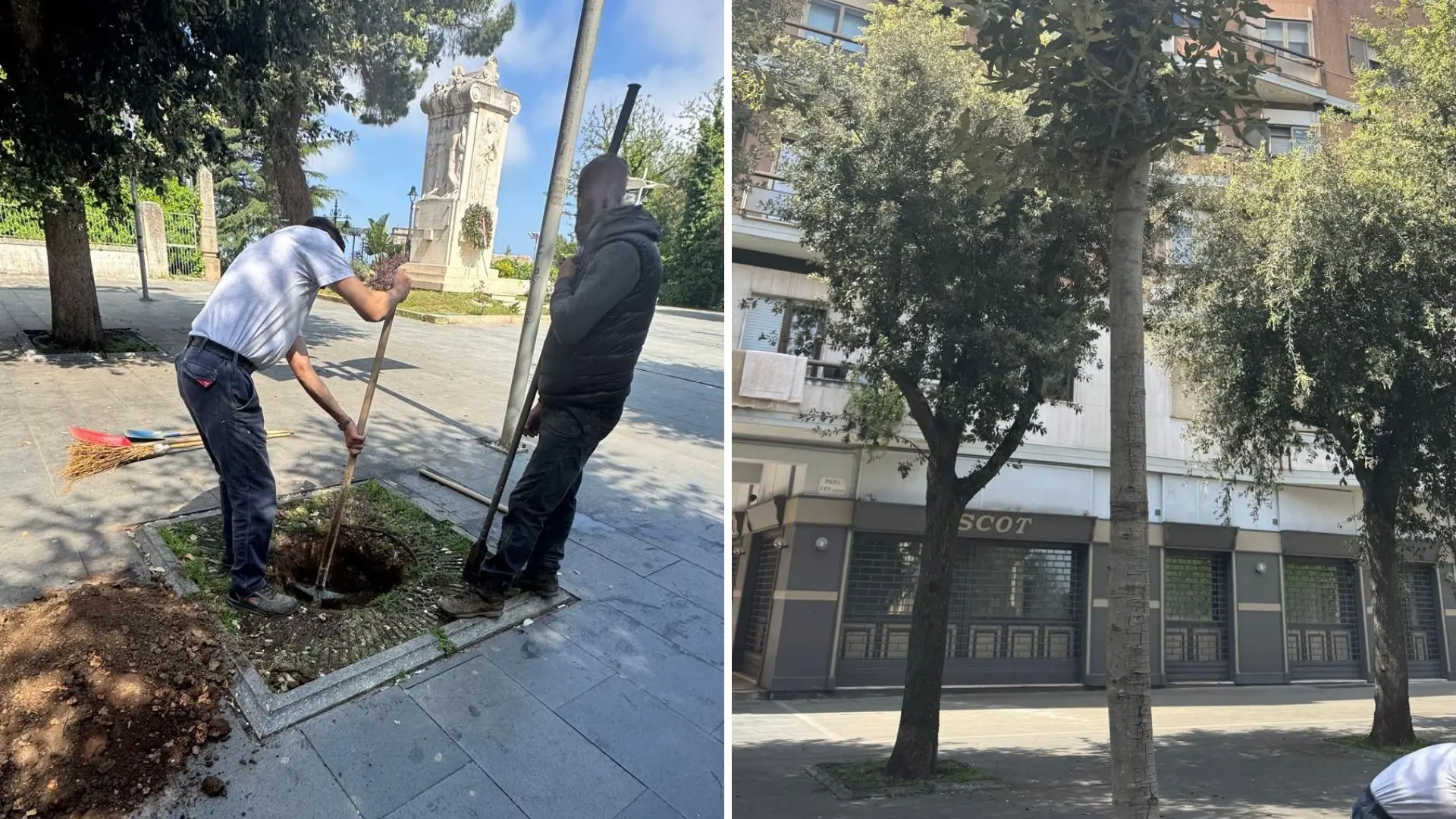 Vibo, piantati 5 lecci su viale Regina Margherita. Miceli: «Pensiamo in prospettiva a una città più verde»