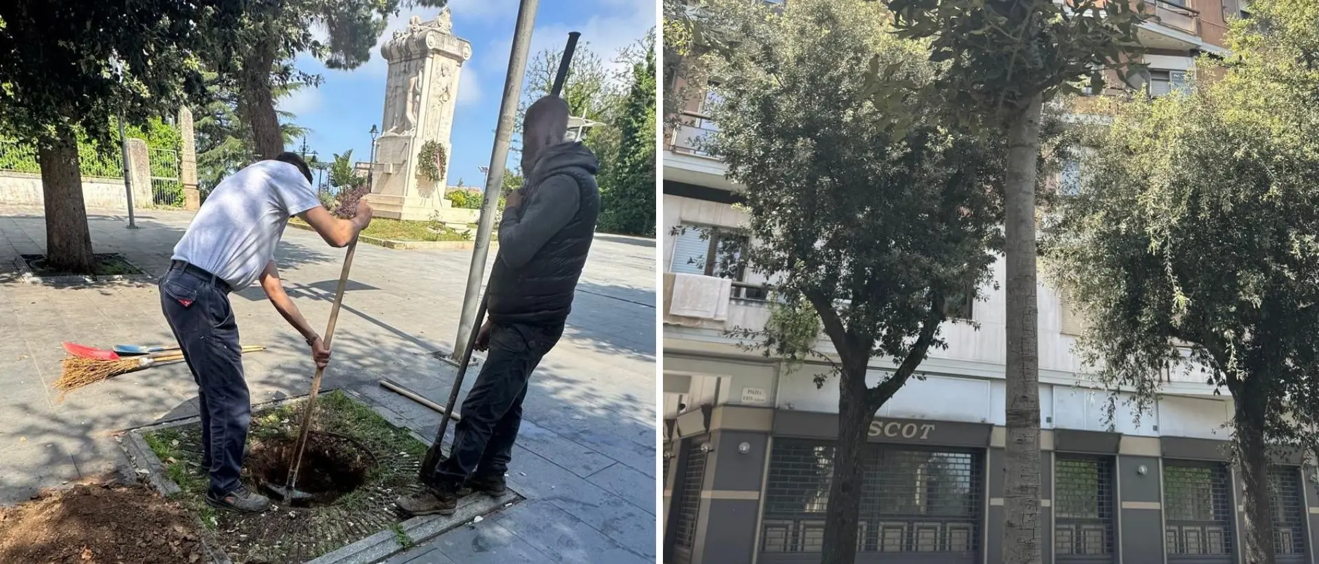 Vibo, piantati 5 lecci su viale Regina Margherita. Miceli: «Pensiamo in prospettiva a una città più verde»