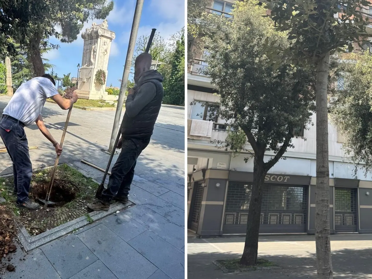 Vibo, piantati 5 lecci su viale Regina Margherita. Miceli: «Pensiamo in prospettiva a una città più verde»