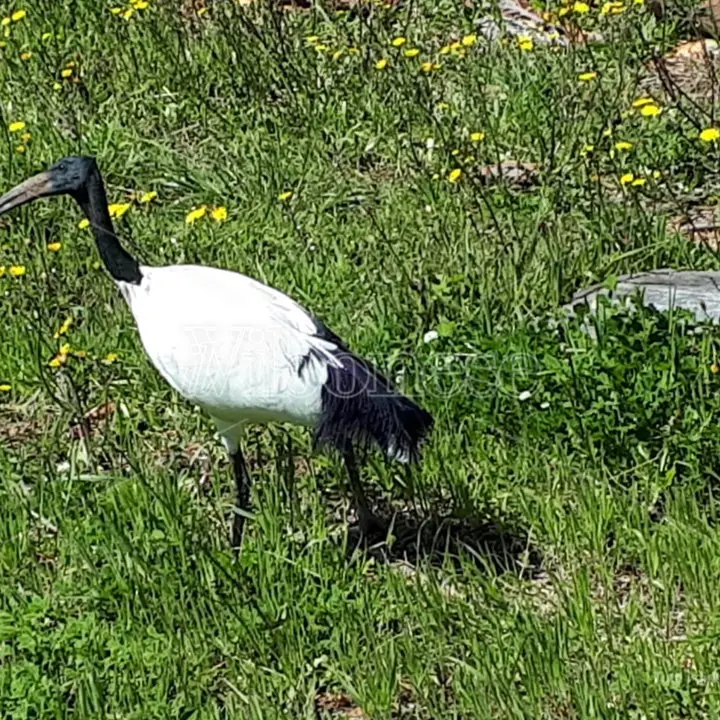 Avvistato al porto di Tropea un raro esemplare di Ibis sacro