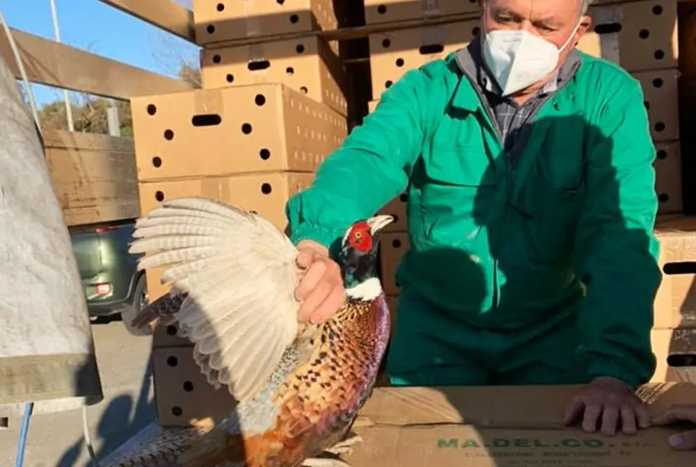 Ambito territoriale di caccia Vibo1, immessi in natura 700 fagiani