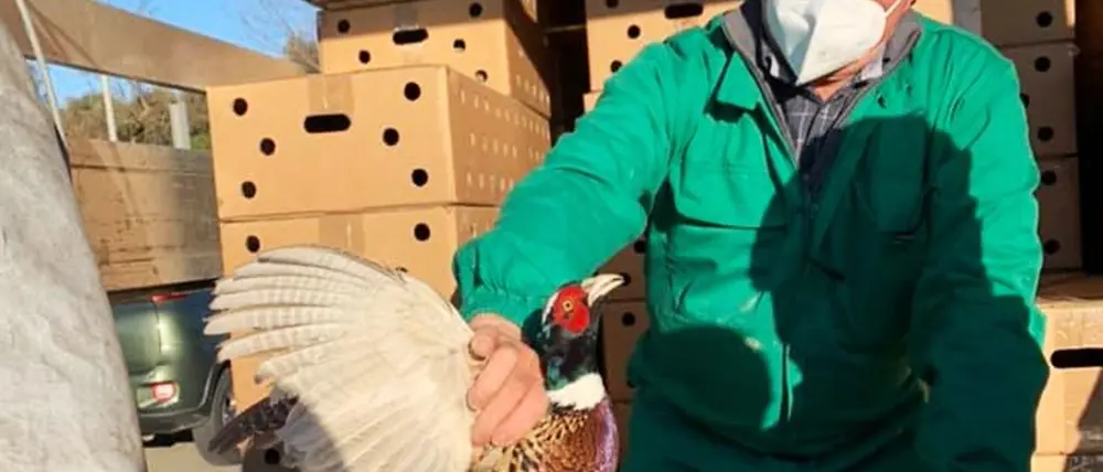 Ambito territoriale di caccia Vibo1, immessi in natura 700 fagiani
