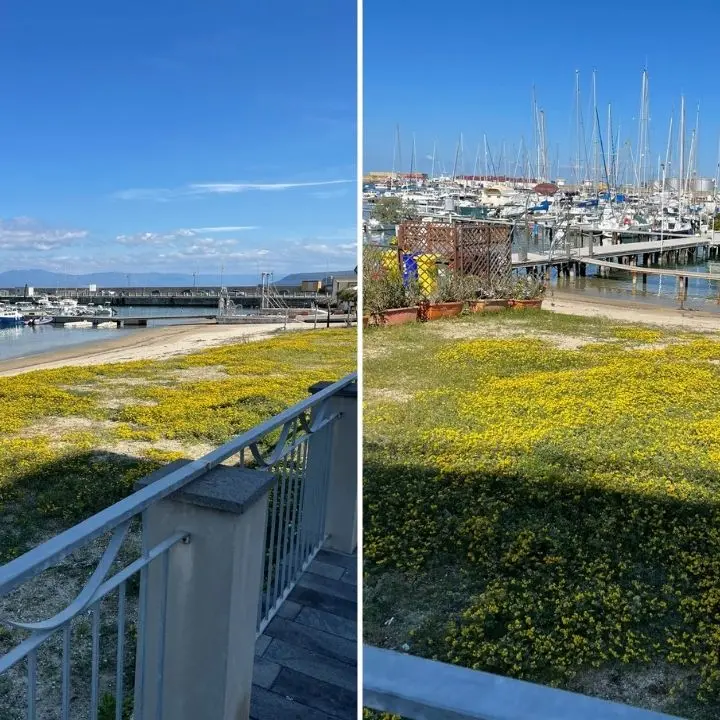 Vibo Marina, il prato fiorito in riva al mare: insolito fenomeno al porto