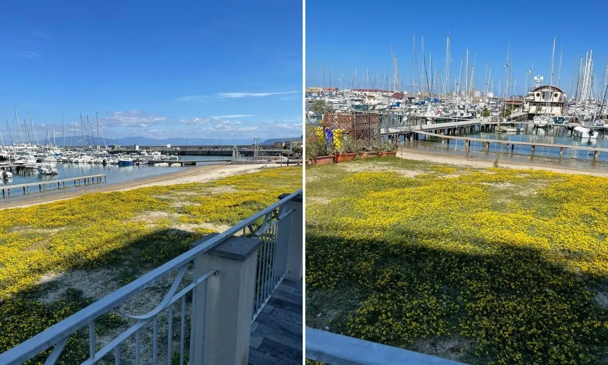 Vibo Marina, il prato fiorito in riva al mare: insolito fenomeno al porto