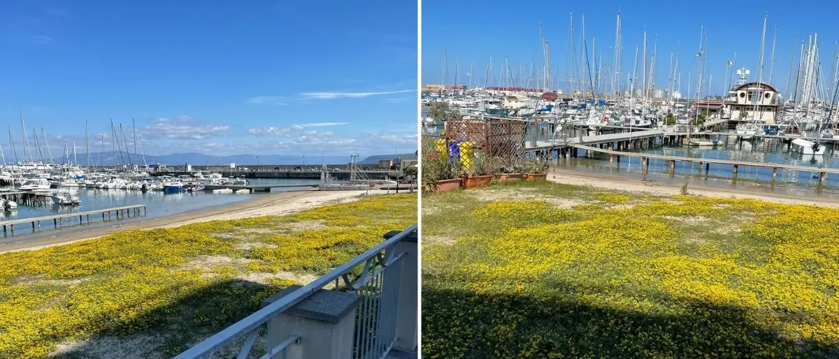 Vibo Marina, il prato fiorito in riva al mare: insolito fenomeno al porto