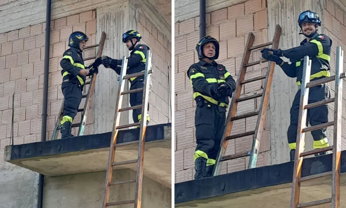 Civetta rimane incastrata tra i mattoni di una casa in costruzione a Mileto: salvata dai vigili del fuoco
