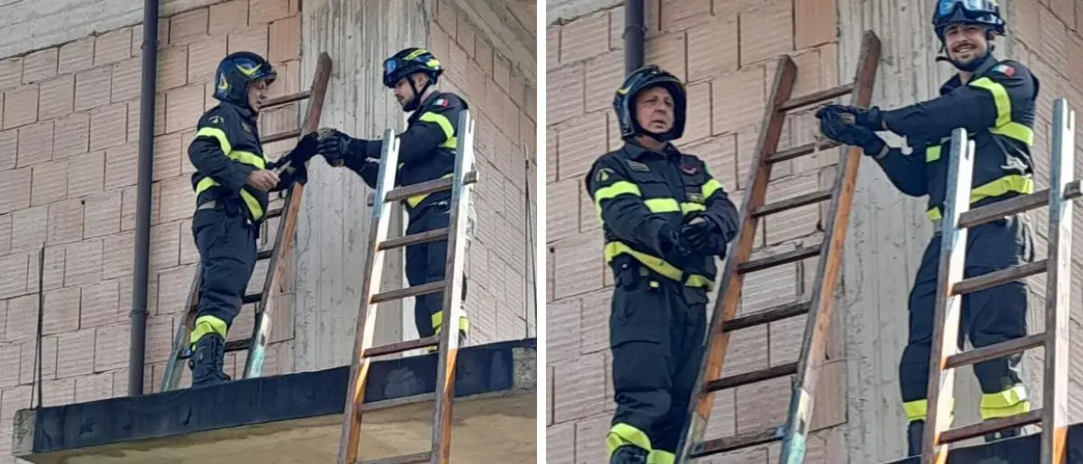Civetta rimane incastrata tra i mattoni di una casa in costruzione a Mileto: salvata dai vigili del fuoco