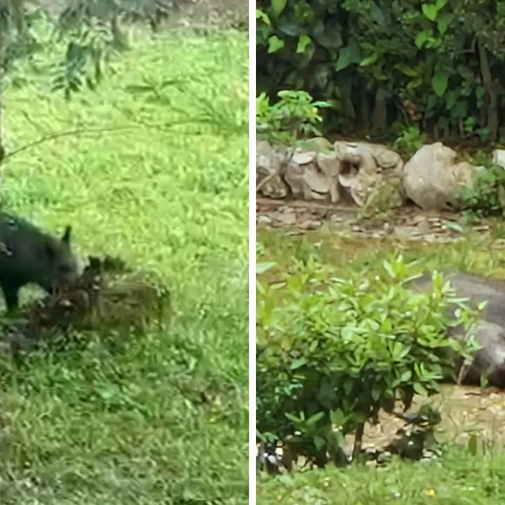 Vibo, abbattuto a fucilate il cinghiale che si aggirava per la Villa comunale in pieno centro storico