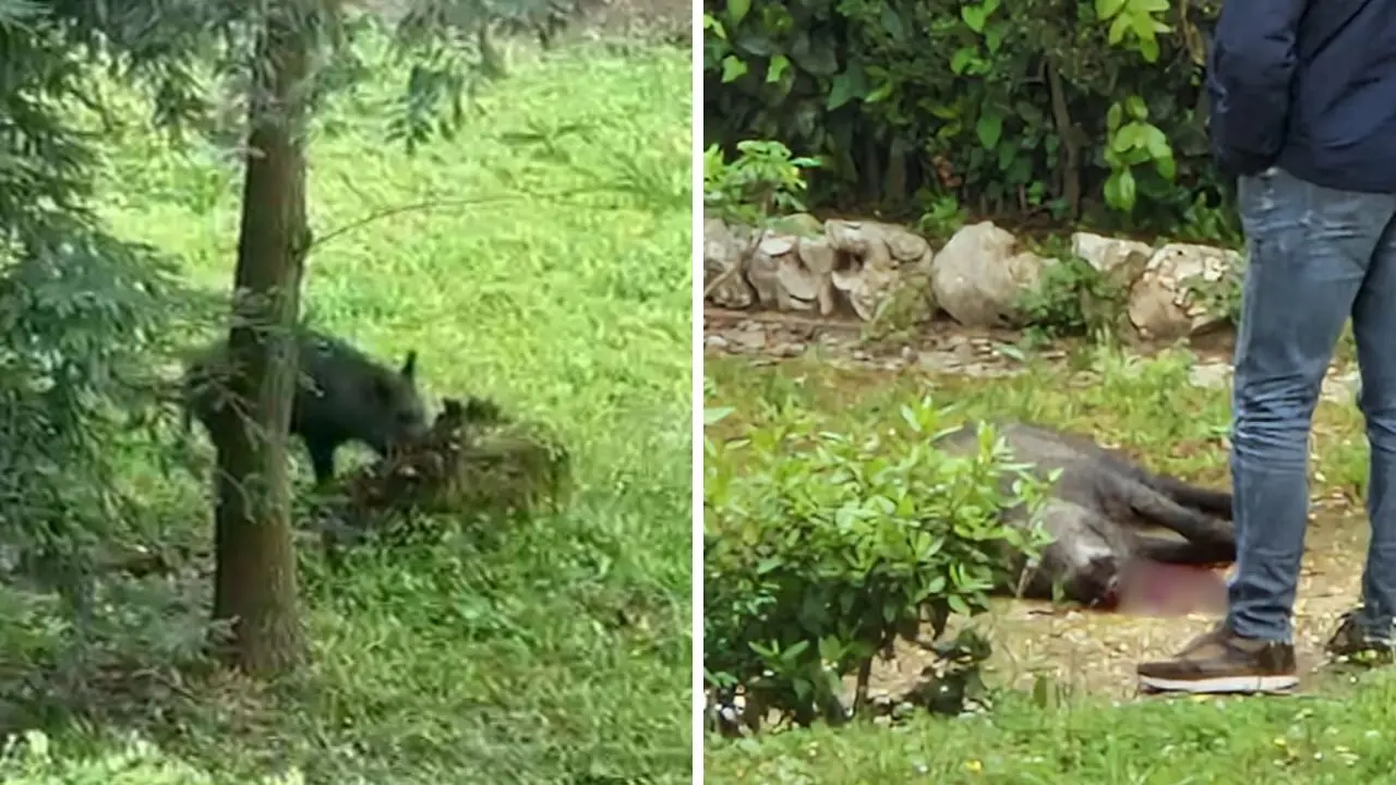 Vibo, abbattuto a fucilate il cinghiale che si aggirava per la Villa comunale in pieno centro storico