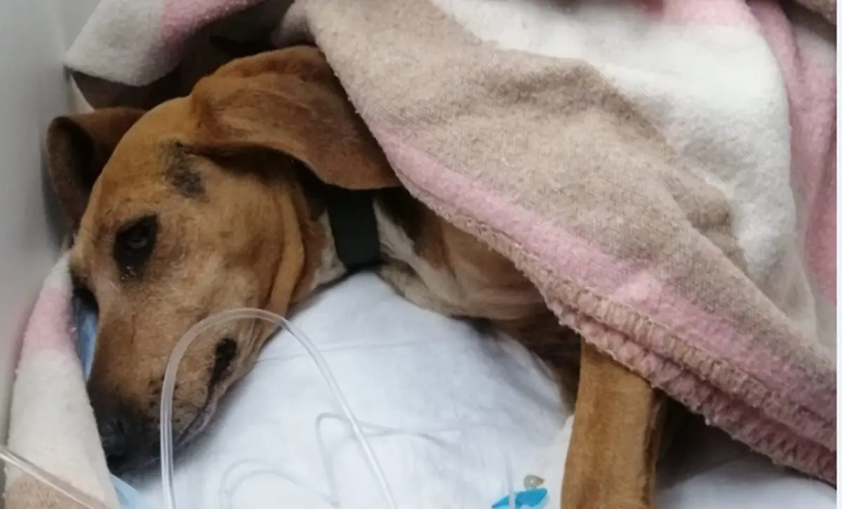 Bocconi avvelenati alla pineta di Pizzo: cagnolina salvata dalle volontarie dell'Enpa