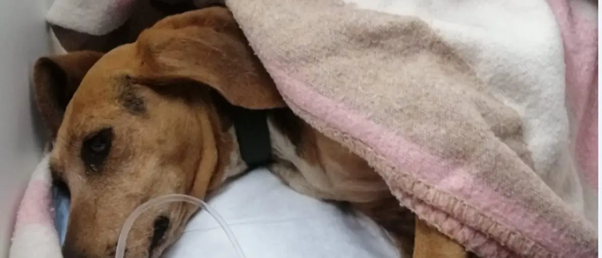 Bocconi avvelenati alla pineta di Pizzo: cagnolina salvata dalle volontarie dell'Enpa