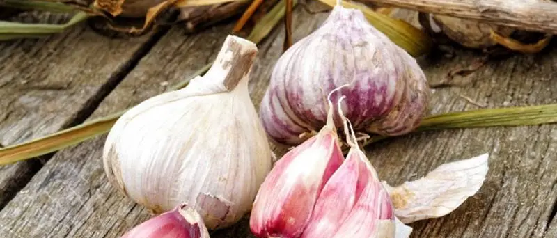 L’aglio di Papaglionti, eccellenza vibonese dalle innumerevoli proprietà