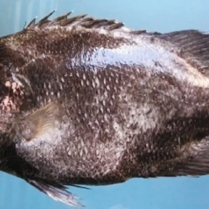 Raro pesce foglia catturato nel mare di Pizzo