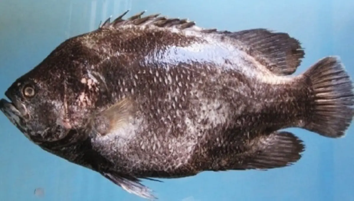 Raro pesce foglia catturato nel mare di Pizzo