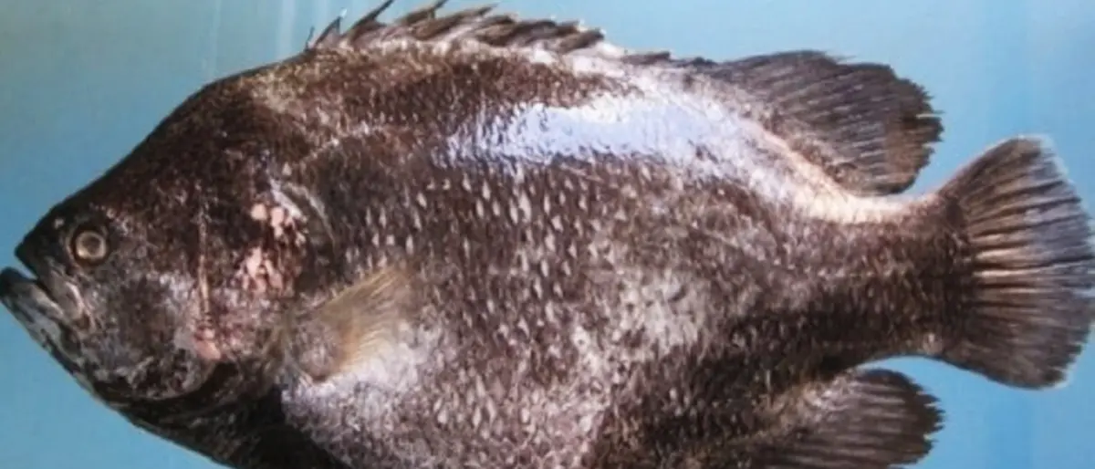 Raro pesce foglia catturato nel mare di Pizzo