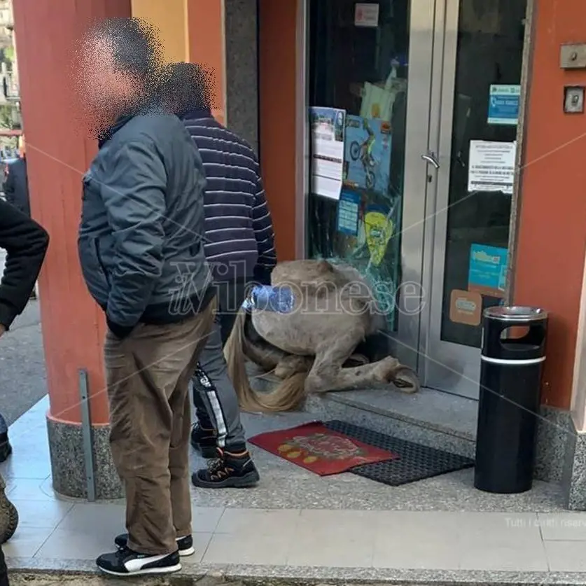 San Calogero, notizie confortanti sulle condizioni del 17enne sbalzato da cavallo