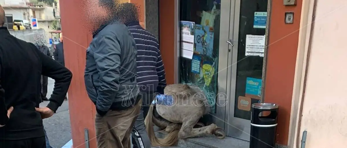 San Calogero, notizie confortanti sulle condizioni del 17enne sbalzato da cavallo