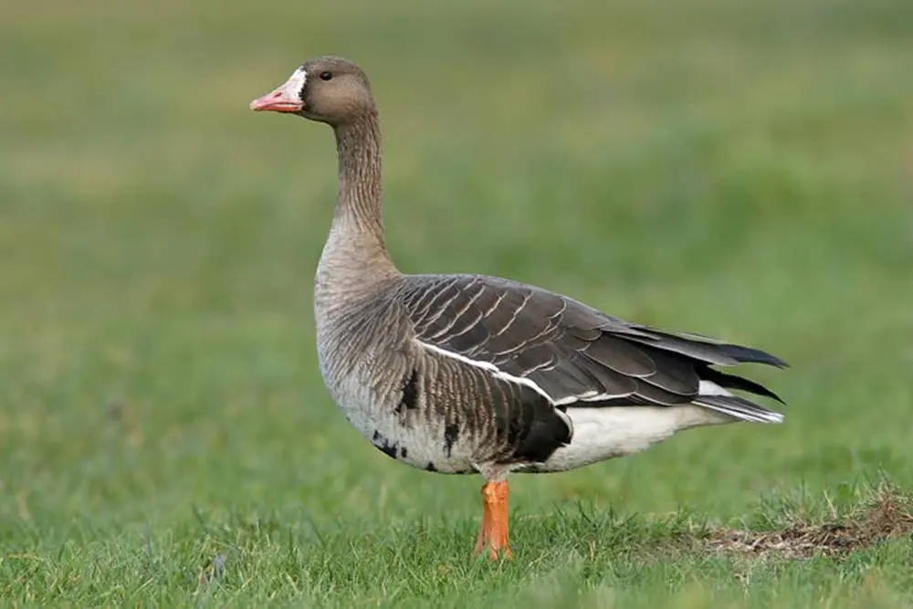 L'Oca lombardella torna in Calabria dopo 40 anni: avvistata nell'Oasi dell'Angitola
