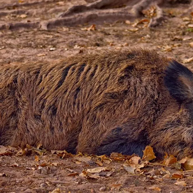 Soriano, cinghiale ferito e aggredito dai cani si trascina sulla strada: l’intervento dell’Enpa