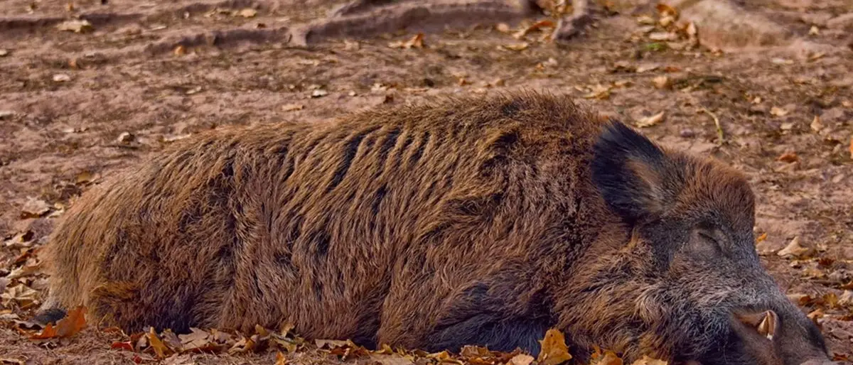 Soriano, cinghiale ferito e aggredito dai cani si trascina sulla strada: l’intervento dell’Enpa