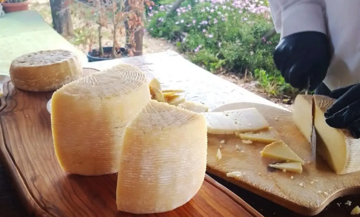 Il cambiamento climatico minaccia anche il Pecorino del Poro: il formaggio Dop vibonese protagonista dello Slow Food Day 2025
