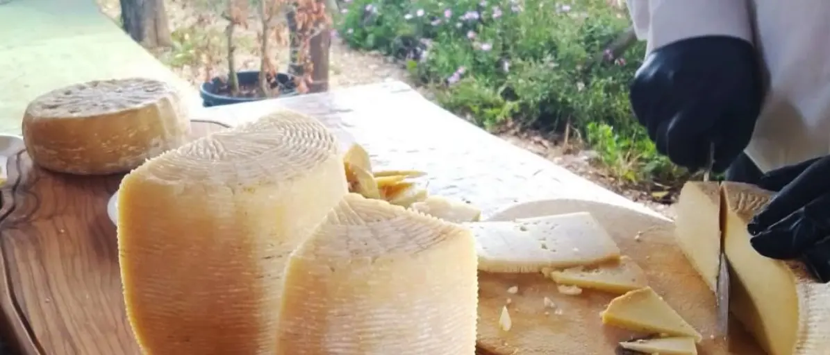 Il cambiamento climatico minaccia anche il Pecorino del Poro: il formaggio Dop vibonese protagonista dello Slow Food Day 2025
