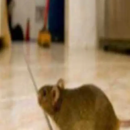 Tropea, «Scuola chiusa per Covid» ...ma è solo un topo