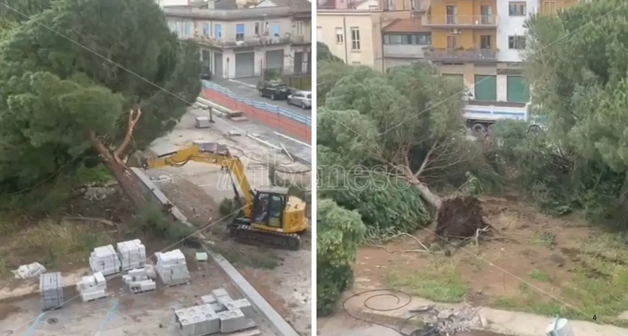 Abbattimento dei pini in piazza Salvemini, il Tar dà ragione al Comune anche nel merito\n