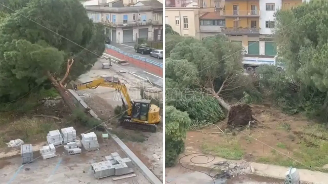 Abbattimento dei pini in piazza Salvemini, il Tar dà ragione al Comune anche nel merito\n