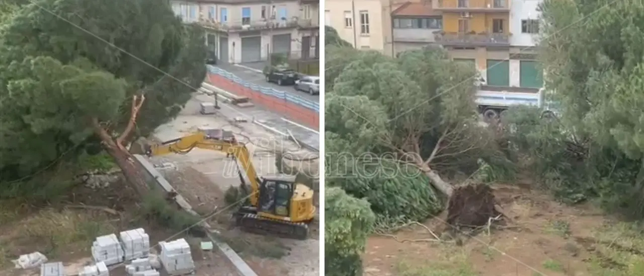 Abbattimento dei pini in piazza Salvemini, il Tar dà ragione al Comune anche nel merito\n