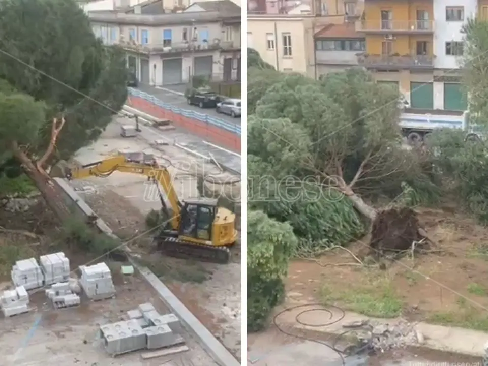 Abbattimento dei pini in piazza Salvemini, il Tar dà ragione al Comune anche nel merito