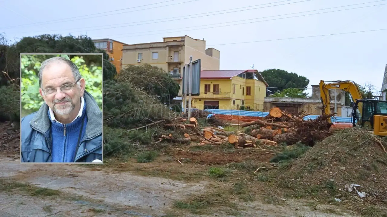 Vibo, Paolillo (Wwf) in lacrime davanti al video dell’abbattimento dei pini di piazza Salvemini: «Li avevano già condannati»