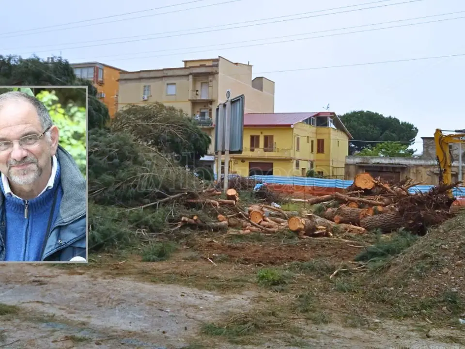 Vibo, Paolillo (Wwf) in lacrime davanti al video dell’abbattimento dei pini di piazza Salvemini: «Li avevano già condannati»