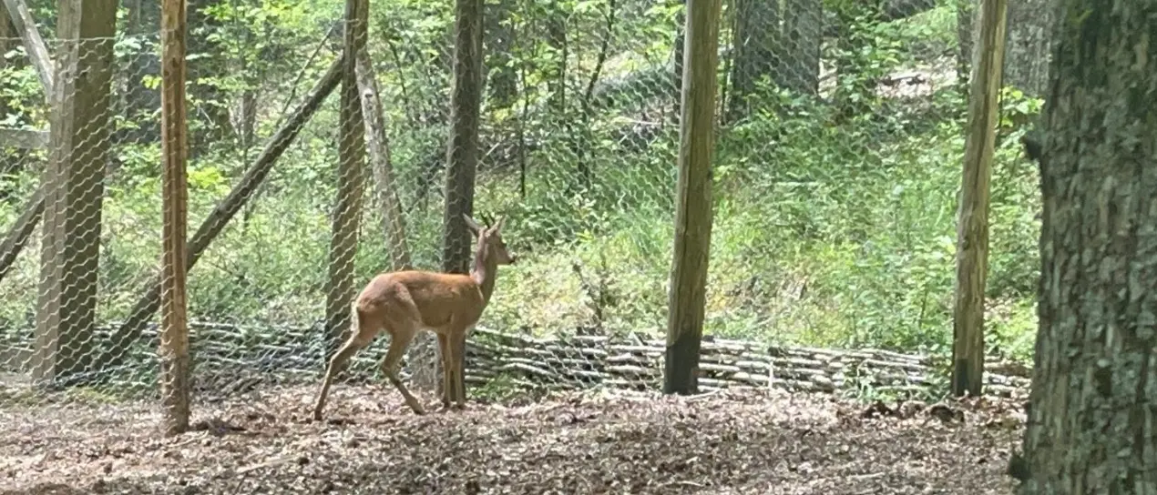 I caprioli tornano a Mongiana, Gelsomino accolto nel sentiero faunistico di Villa Vittoria