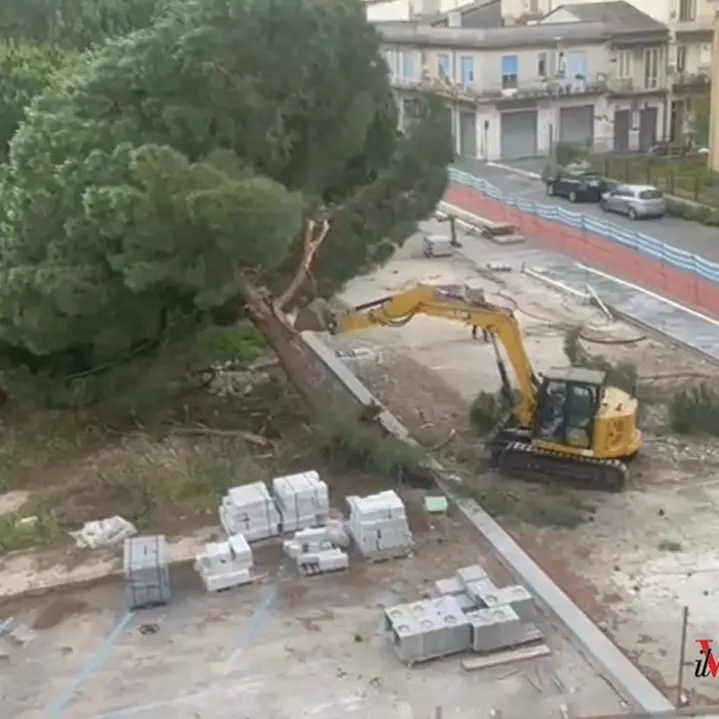 Pini abbattuti in piazza Salvemini, Città Attiva: «Uno scempio, il Comune ha ignorato l'obbligo dei test di trazione»