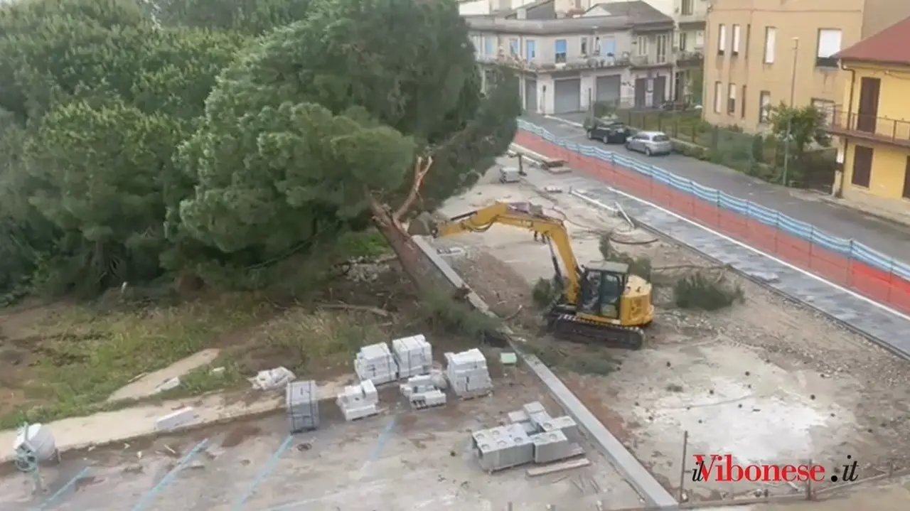 Pini abbattuti in piazza Salvemini, Città Attiva: «Uno scempio, il Comune ha ignorato l'obbligo dei test di trazione»