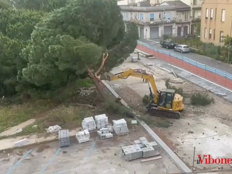 Pini di piazza Salvemini abbattuti, la soddisfazione del Comune per la sentenza del Tar: «Extrema ratio ma giusta»