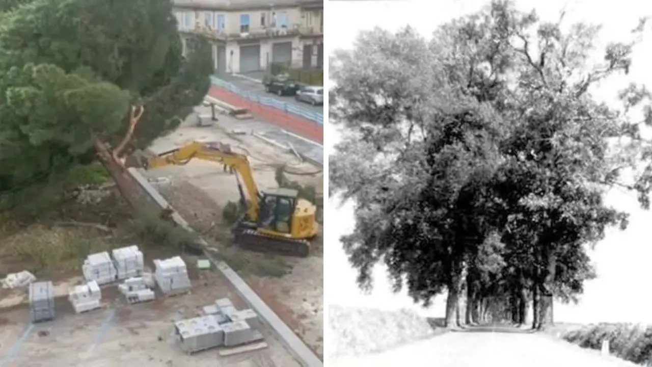 “Premio Attila” a chi taglia gli alberi: dal viale dei Pioppi (20 km) raso al suolo negli anni ’70 a piazza Salvemini oggi