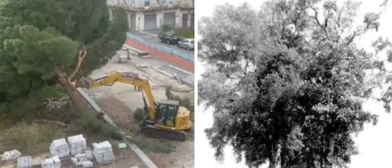 “Premio Attila” a chi taglia gli alberi: dal viale dei Pioppi (20 km) raso al suolo negli anni ’70 a piazza Salvemini oggi