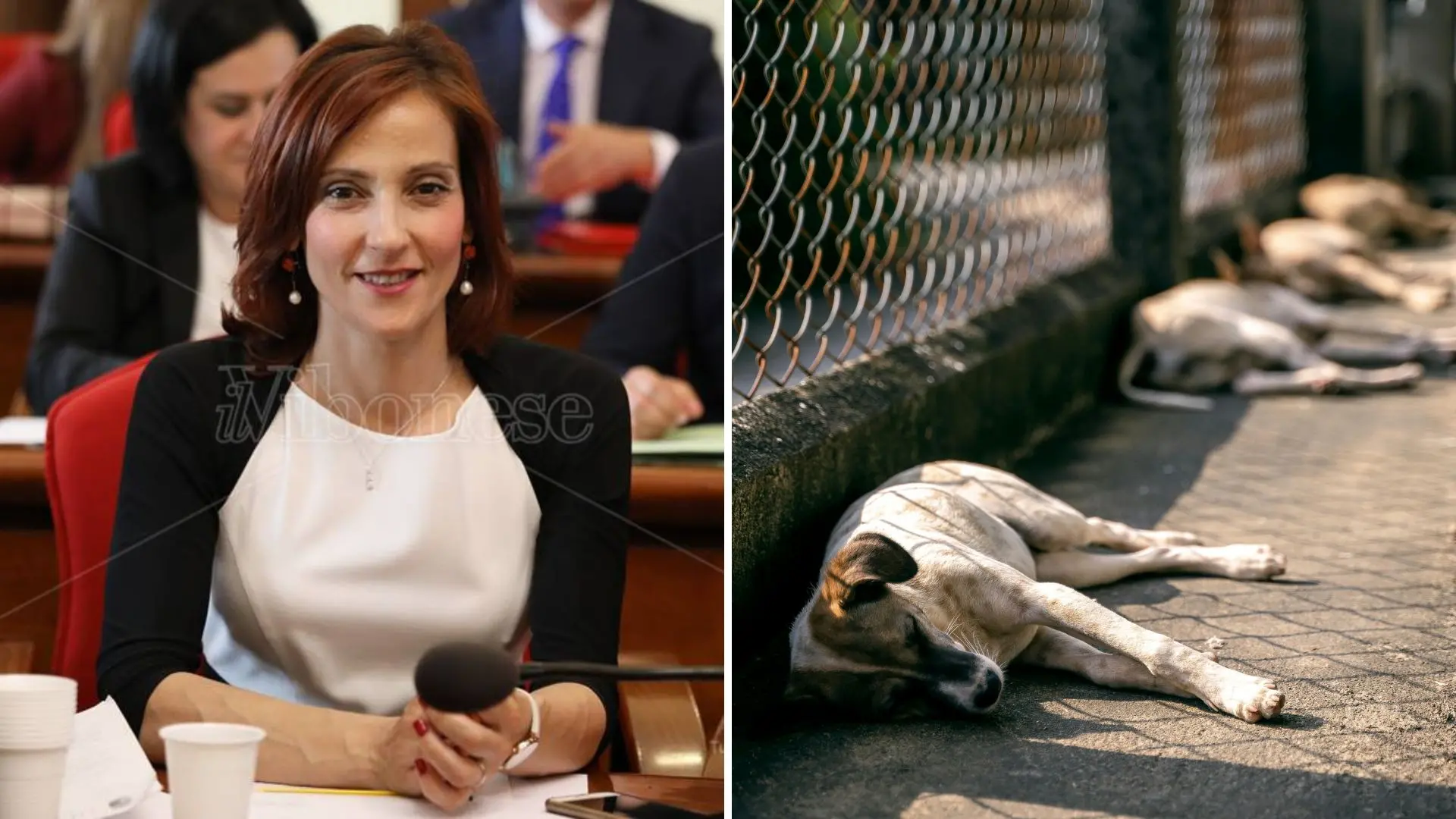Randagismo, l'assessore Scrugli: «Ci accusano di dormire ma il Comune è andato oltre le sue competenze per cercare una soluzione»