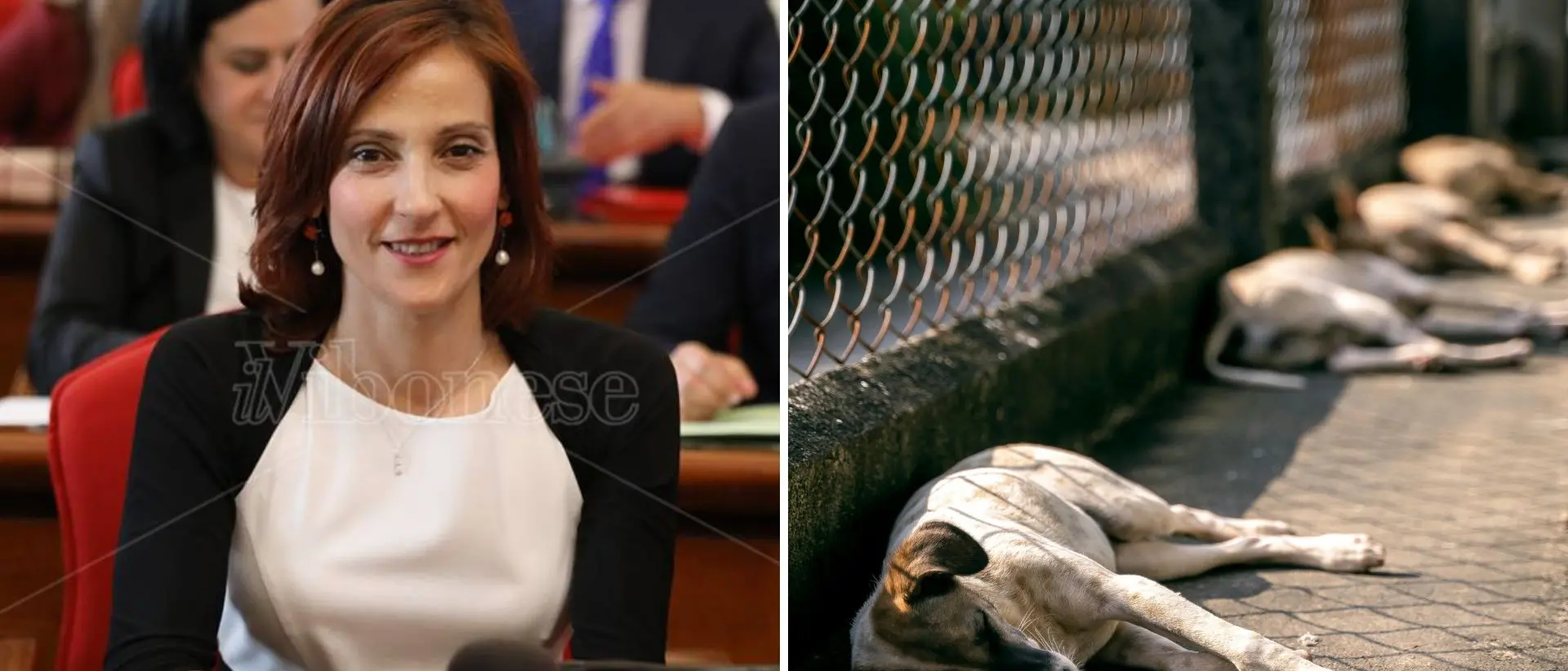 Randagismo, l'assessore Scrugli: «Ci accusano di dormire ma il Comune è andato oltre le sue competenze per cercare una soluzione»