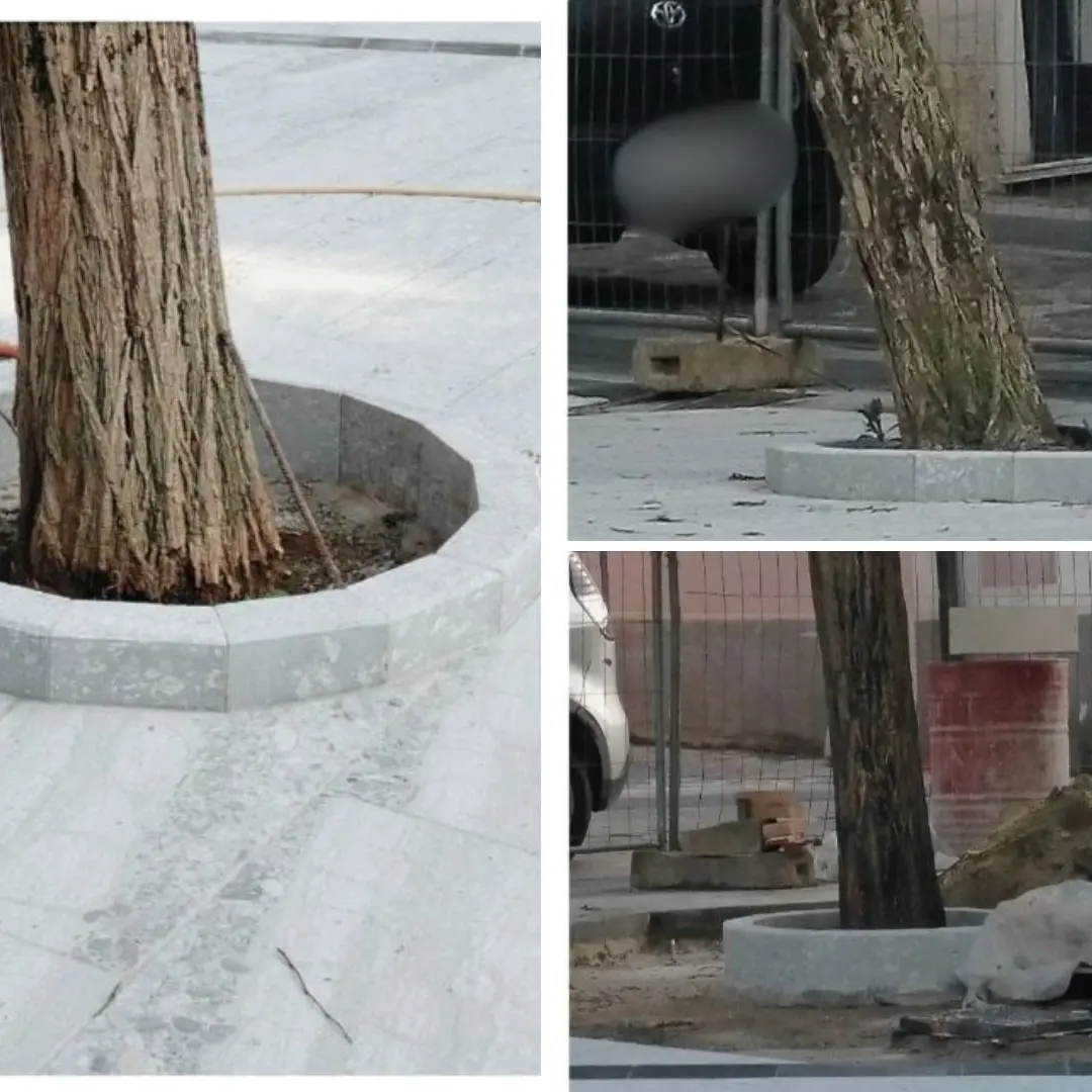«A Vibo non si amano più gli alberi», la denuncia di Montesanti sulle piante «strozzate» di piazza Buccarelli