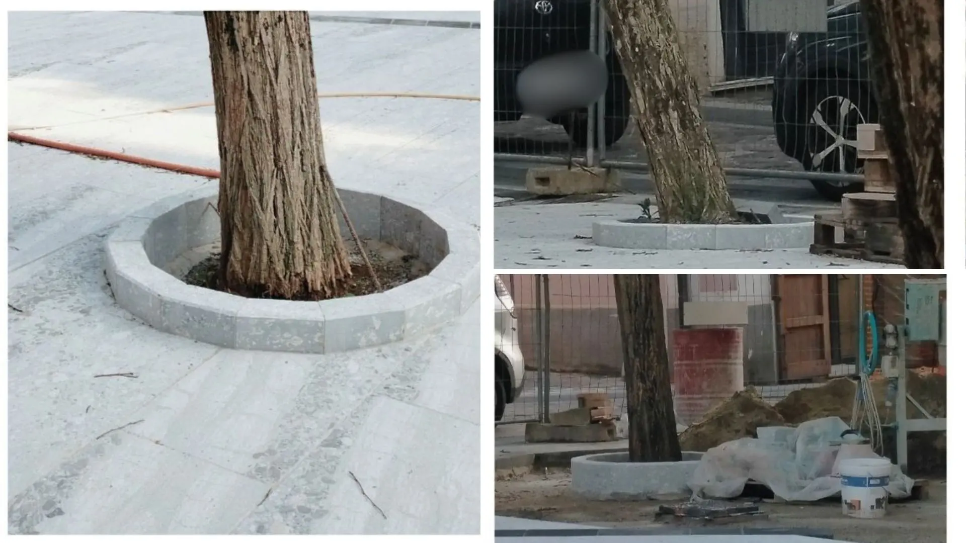 «A Vibo non si amano più gli alberi», la denuncia di Montesanti sulle piante «strozzate» di piazza Buccarelli