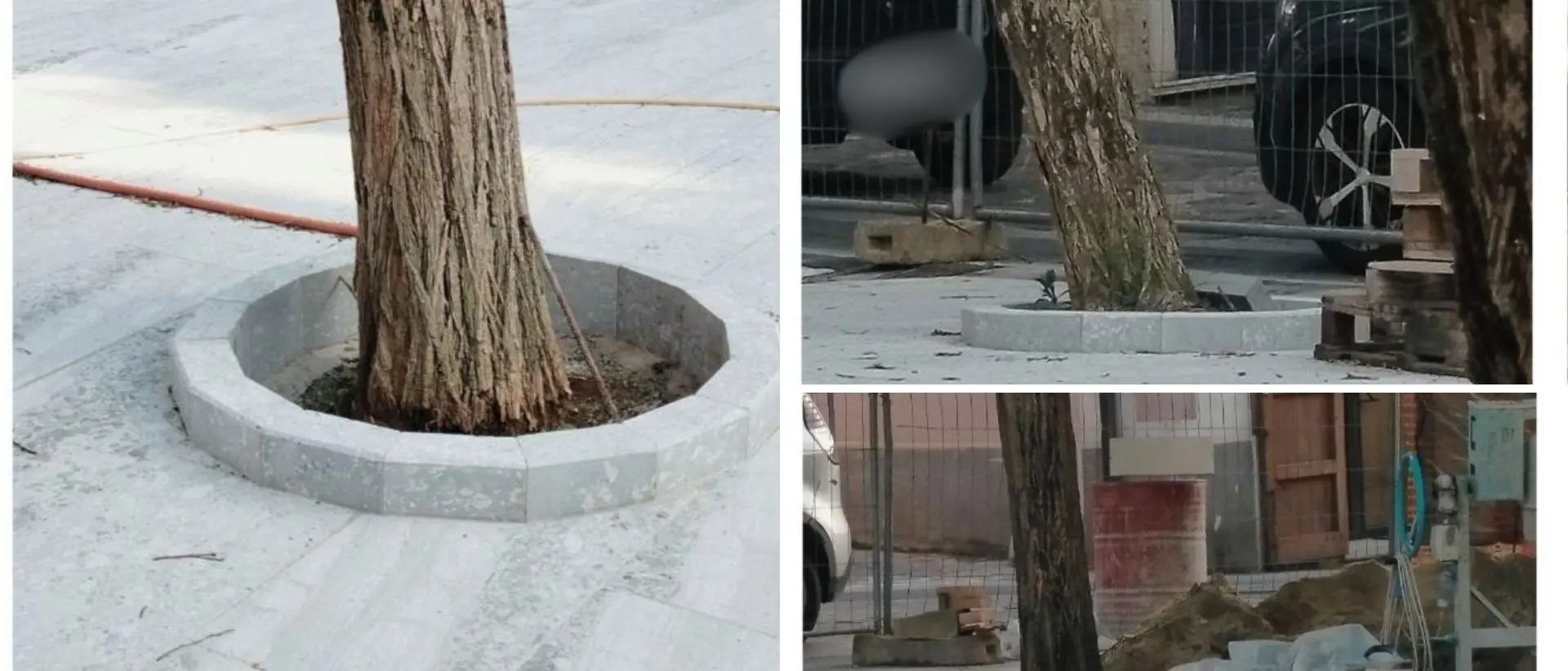 «A Vibo non si amano più gli alberi», la denuncia di Montesanti sulle piante «strozzate» di piazza Buccarelli