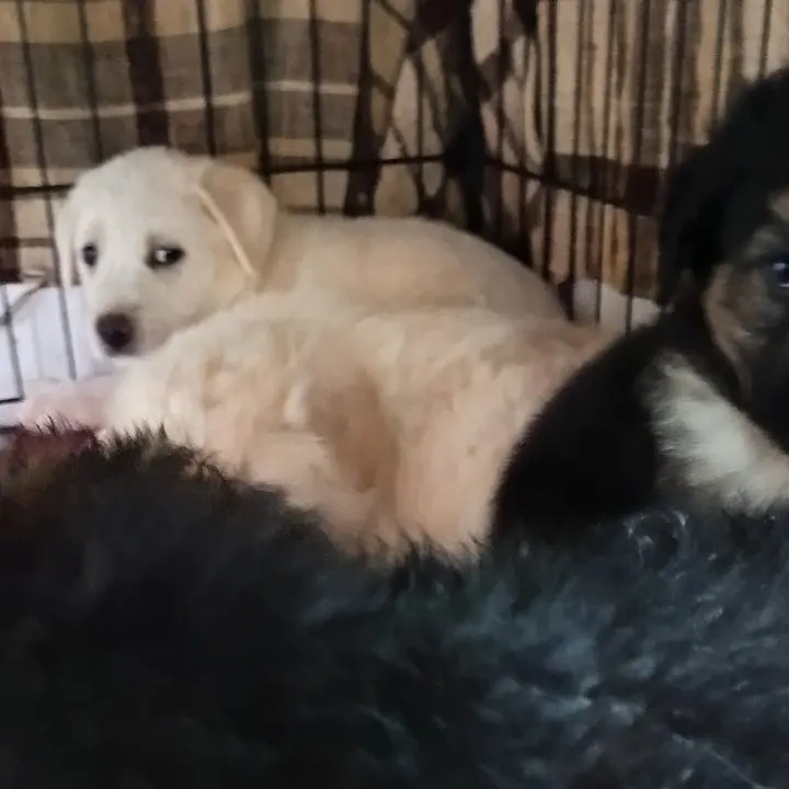 Emergenza cani randagi a Vibo, l'associazione Argo: «Situazione esplosiva. Catture ferme da un anno e riproduzioni incontrollate»