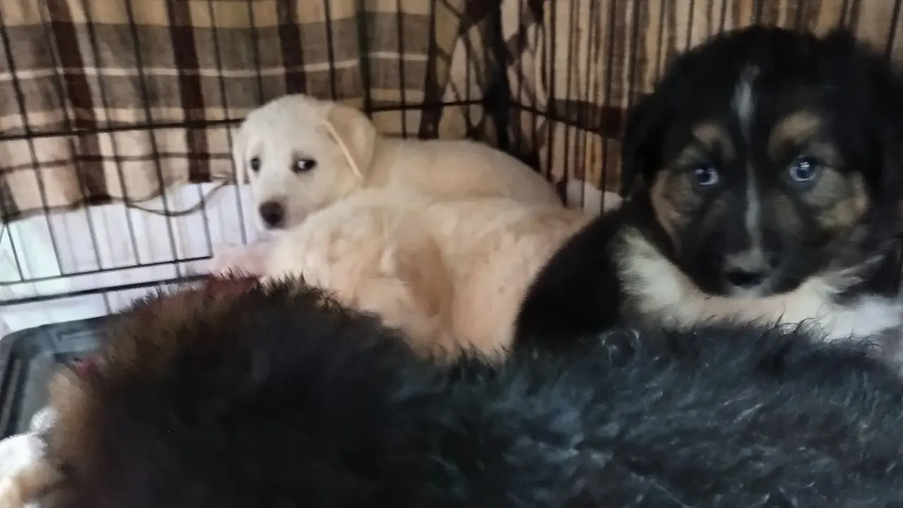 Emergenza cani randagi a Vibo, l'associazione Argo: «Situazione esplosiva. Catture ferme da un anno e riproduzioni incontrollate»